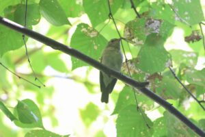 キビタキ幼鳥2025年9月15日