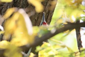 ヤマゲラ雄2025年9月28日