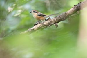 モズ雄2025年9月7日