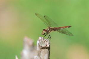 アキアカネ2025年9月15日