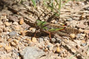 トノサマバッタ2025年9月15日