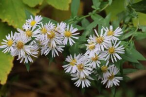 旭山の紅葉2025年9月29日7エゾノコンギク