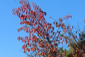 旭山の紅葉2025年9月30日7エゾヤマザクラ紅葉