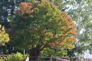 旭山の紅葉2025年9月30日4展望台一本桜