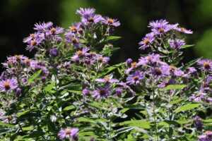 旭山の紅葉2025年9月30日8ネバリノギク
