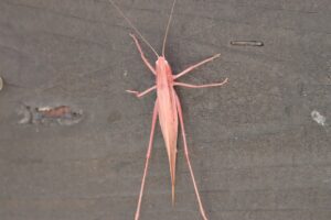 ピンク色のクサキリ2025年9月7日