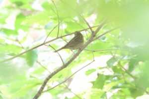 アオジ2025年9月28日