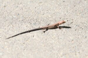 ニホンカナヘビ2025年9月21日