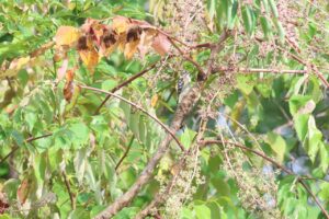 コゲラ2025年9月28日タラノキ果実を食べる