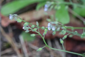 ノハラムラサキ2025年9月21日