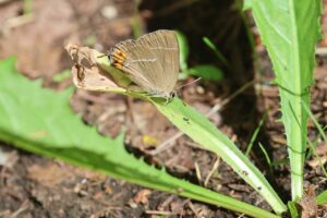 カラスシジミ2025年9月7日