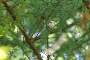 シマエナガ2025年9月28日