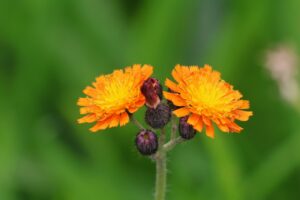 コウリンタンポポ2025年9月21日