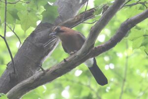 カケス2025年9月28日亜種ミヤマカケス