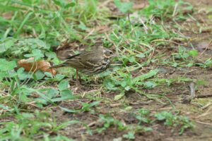 ビンズイ2025年9月28日