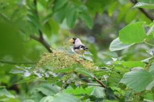 イカル2025年9月15日B9月9日