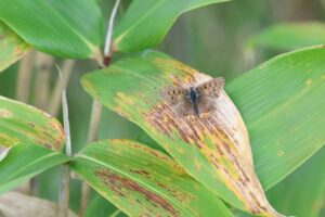 ベニシジミ2025年9月28日9月26日撮影鱗粉がはがれ落ちている