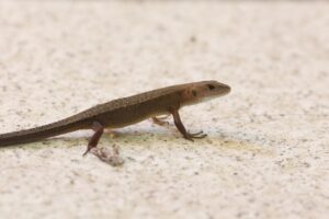 ニホンカナヘビ2025年9月7日