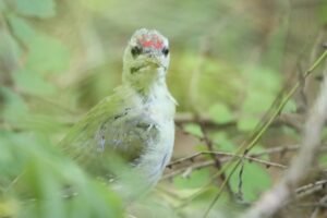 ヤマゲラ雄2025年9月15日