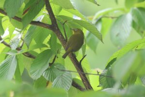 メジロ2025年9月21日