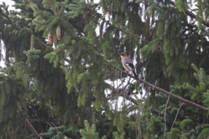 カケス2025年9月21日2亜種ミヤマカケス展望台松林