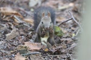 エゾリス2025年9月7日