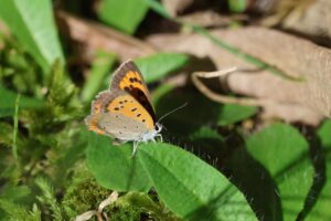 ベニシジミ2025年9月15日