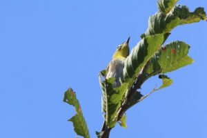 メジロ2025年9月7日