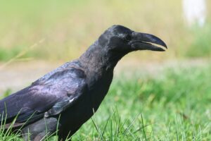 ハシブトガラス2025年9月28日