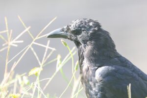 ハシボソガラス2025年9月28日