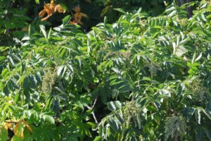 ヌルデ2025年9月15日A