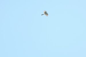 オオタカ2025年9月15日2単独