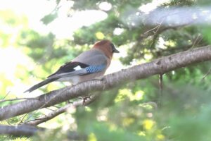 カケス2025年9月15日亜種ミヤマカケス