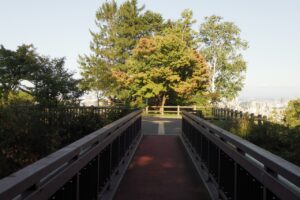 旭山の紅葉2025年9月30日6展望台一本桜アーチ橋より