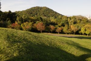 旭山の紅葉2025年9月30日1新桜並木と円山