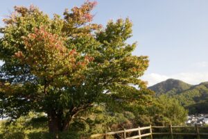 旭山の紅葉2025年9月30日5展望台一本桜朝の1枚