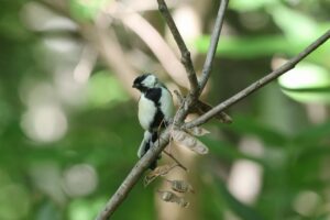 シジュウカラ2025年9月15日