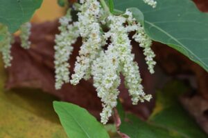 オオイタドリ雌花2025年9月7日