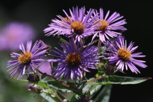 ネバリノギク2025年9月28日