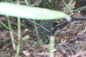 クロジ雄2025年9月7日