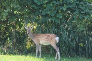 エゾシカ2025年9月7日
