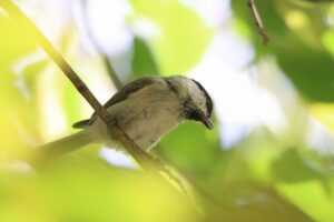 ハシブトガラ2025年9月7日