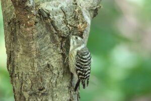 コゲラ2025年9月15日
