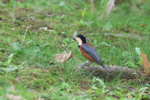 ヤマガラ2025年9月21日