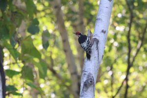 オオアカゲラ2025年9月28日