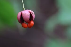 ツリバナ2025年9月15日果実