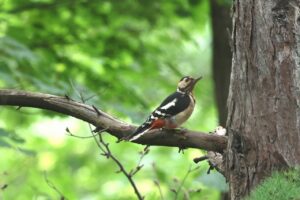 アカゲラ雄2025年9月7日