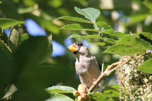 イカル2025年9月21日2