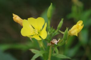 メマツヨイグサ2025年9月21日