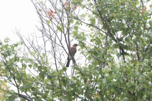 カケス2025年9月7日亜種ミヤマカケス今秋初認